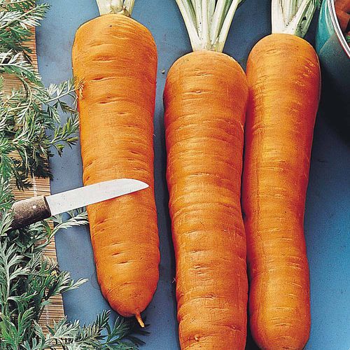 Sementi di carota a semina autunnale - Autumn King 2 - thompson-morgan