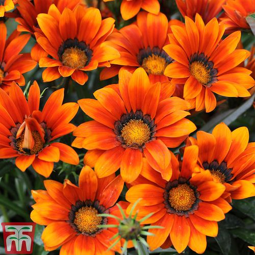 Semi di fiore annuale - Gazania  - thompson-morgan - mix di colori / da vaso / ibrido