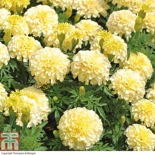 Semi di fiore annuale - French Vanilla - thompson-morgan - bianco / da vaso / ibrido