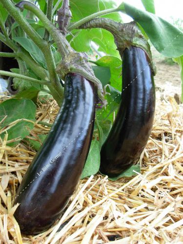 Semi di melanzana precoce - LAU011 - Le Biau Germe - a semina estiva / biologico