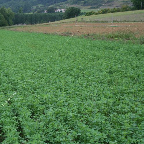 Copertura vegetale per restituzione di azoto - ELU0 series - Le Biau Germe - biologico / legumi / distruzione mediante triturazione
