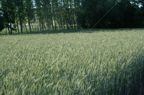 Miscuglio di sementi per copertura vegetale - ESE series - Le Biau Germe - di segale / per strutturazione del terreno / biologico
