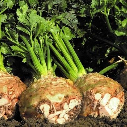 Semi di sedano precoce - 347399 - Atypyc - a semina autunnale / biologico