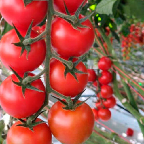 Semi di pomodoro rosso - Marvellion F1*	 - nunhems - resistente al virus del mosaico / rotondo / per colture in serra