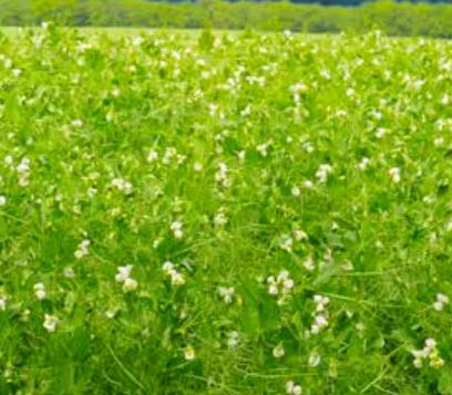 Sementi di pisello da foraggio medie - FOUDRE  - agriobtentions - inverno / resistente all'oidio / resistente all'allettamento