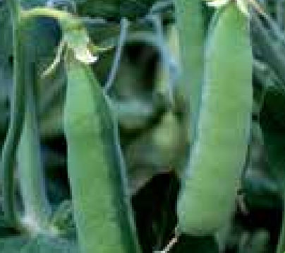 Sementi di pisello da foraggio medio-tardiva - POSEIDON - agriobtentions - a semina primaverile / resistente all'allettamento