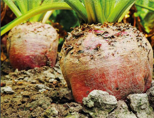 Semi di barbabietola per foraggi - BETIMO - momont - resistente alla ramulariosi / rosso / conico