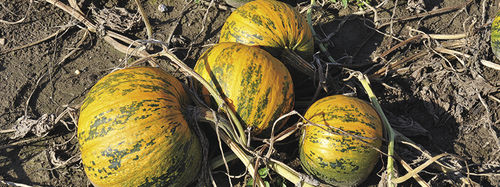 Semi di zucca resistente al virus del mosaico - saatbau - ibrido
