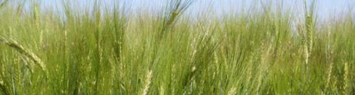 Semi di orzo inverno - Atenon - secobra - a 6 filari / resistente all'oidio / resistente all'elmintosporiosi