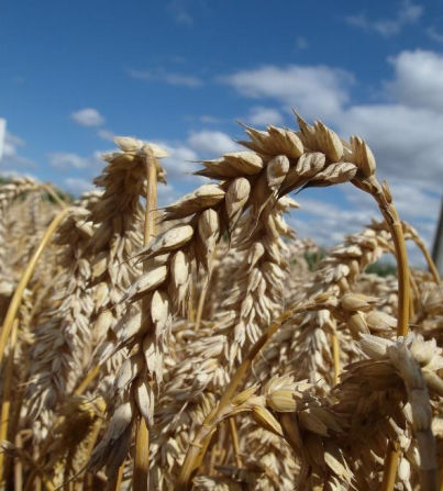 Semi di grano tenero extra precoce - Descartes - secobra - inverno / resistente all'oidio / resistente alla ruggine
