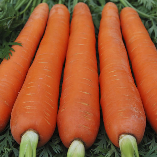 Sementi di carota conica - technisem