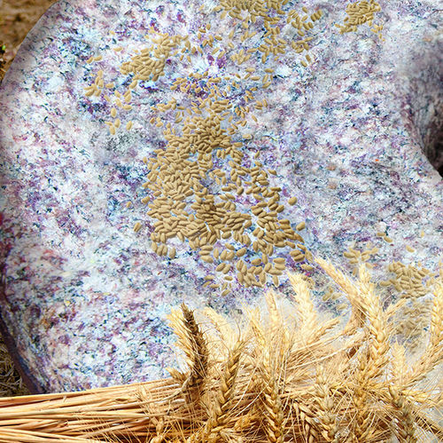 Semi di grano tenero a semina primaverile - UI Stone - limagraincerealseeds - pianta di altezza media