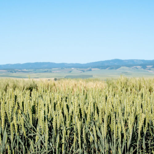 Semi di grano tenero medie - Blackjack - limagraincerealseeds - inverno / resistente alla ruggine / pianta di altezza media