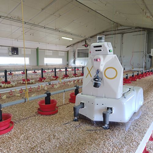 Robot agricolo multiuso - XO SCA - OCTOPUS BIOSAFETY - autonomo / per allevamento avicolo
