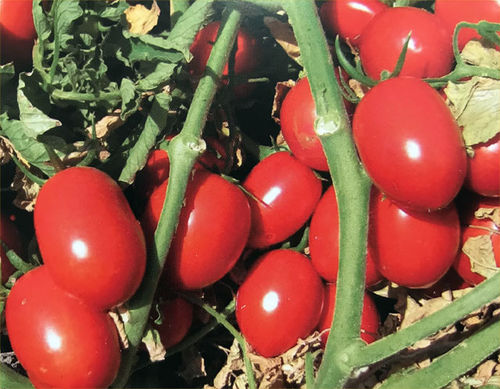 Semi di pomodoro rosso - UG-19406 - unitedgenetics - resistente alla fusariosi / rotondo
