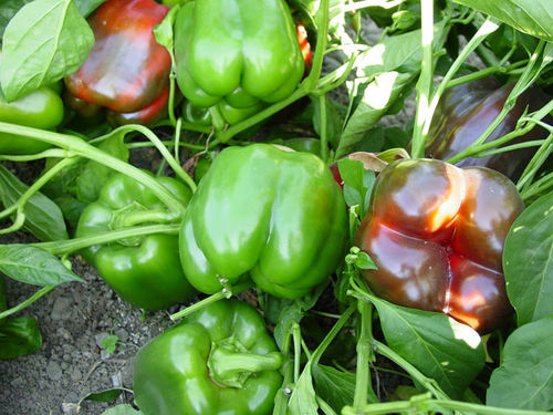 Semi di peperone resistente alle macchie batteriche - Aristocrat - unitedgenetics - rosso / verde