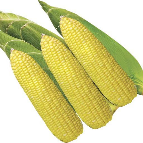 Semi di mais ibrido - Sugar King F1 - eastwestseed - resistente all'allettamento