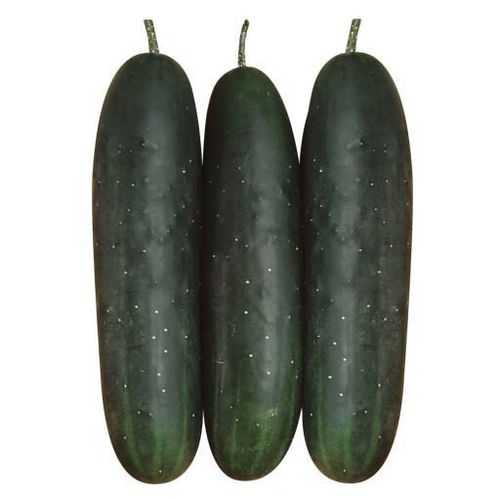 Semi di cetriolo medio-precoce - Greengo F1 - eastwestseed - ibrido