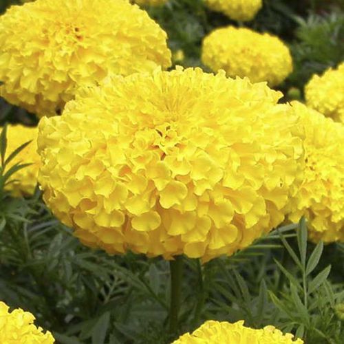 Semi di fiore annuale - Mega F1 - eastwestseed - giallo / per giardino / ibrido