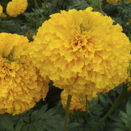 Semi di fiore annuale - Mega Gold F1 - eastwestseed - giallo / per giardino / ibrido