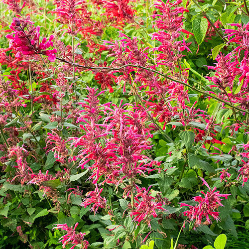 Pianta da fiore Perenne - Agastache 'Morello' - Select Seeds - rosa / da taglio / da vaso