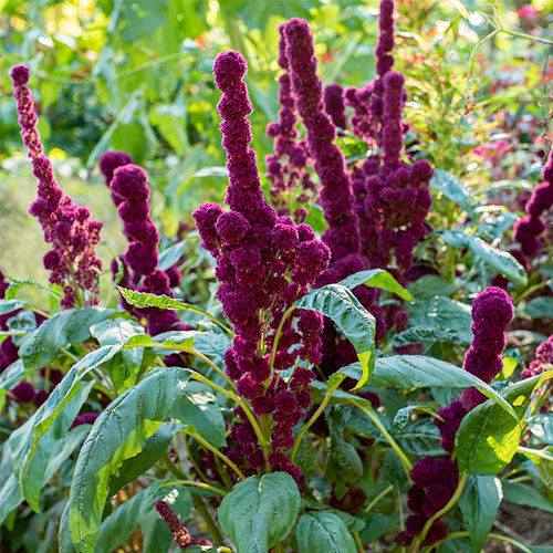 Semi di fiore annuale - Amaranthus gangeticus - Select Seeds - viola / da taglio