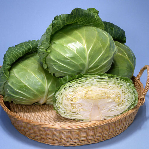 Sementi di cavolo precoce - Sweet and Tender - johnnyseeds - a semina estiva / ibrida