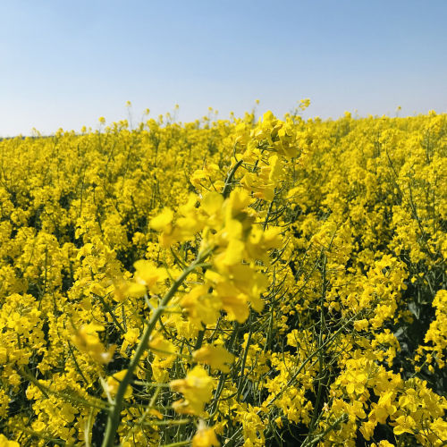 Semi di colza medio-precoce - KOMBIA - Mas Seeds - resistente all'allettamento / pianta di altezza media