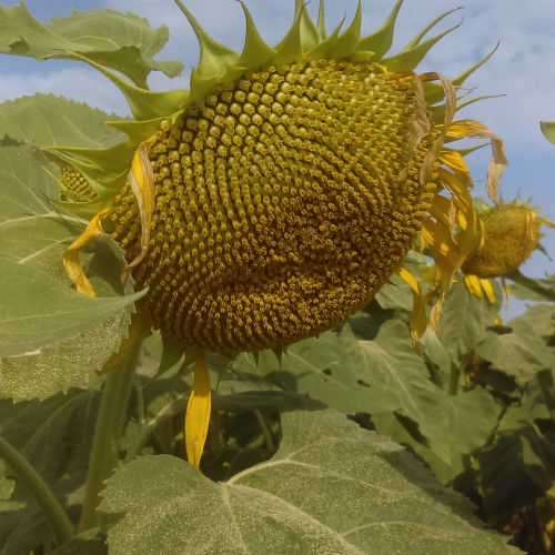 Semi di girasole precoce - MAS 815.OL - Mas Seeds - resistente alla sclerotinia / resistente alla muffa grigia / resistente all'allettamento