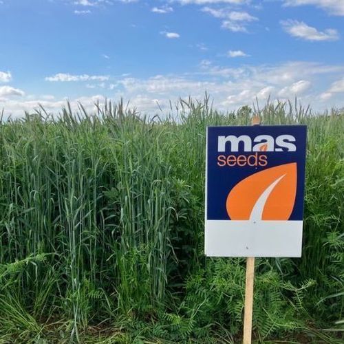Miscuglio di sementi per copertura vegetale - MAS4 NUTRI SEIGLE PROT - Mas Seeds - per strutturazione del terreno / legumi