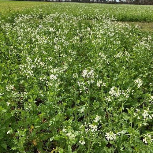 Miscuglio di sementi per copertura vegetale - MAS4 VRP - Mas Seeds - per restituzione di azoto / per strutturazione del terreno / per attirare gli impollinatori