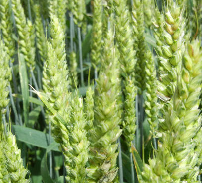 Semi di grano tenero precoce - ADRIATIC - lemaire-deffontaines - inverno / resistente alla ruggine / resistente al freddo