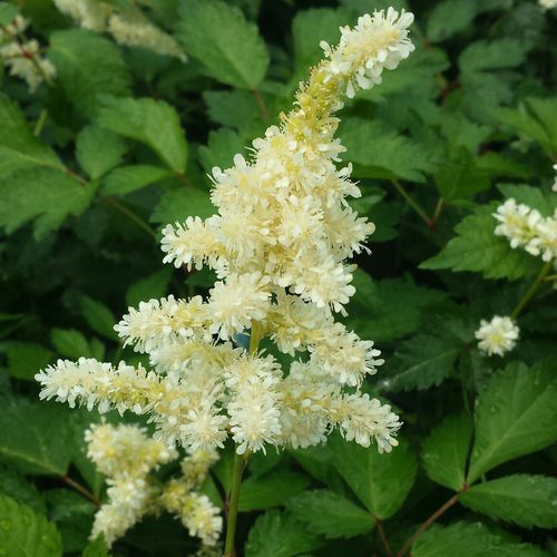 Pianta da fiore Perenne - Deutschland Astilbe - Greenwood - bianco / per giardino