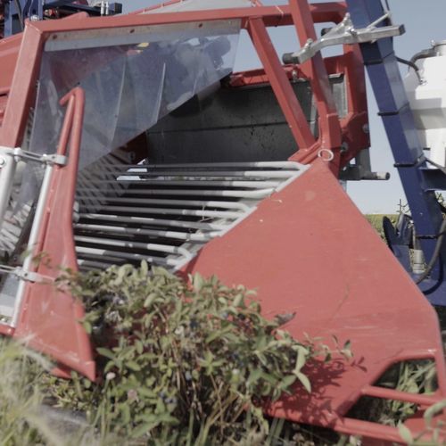 Raccoglitrice per bacche - HASKAP JAREK 5H - JAGODA JPS Agromachines - montata su trattore / 1 filare
