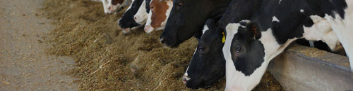 Integratore alimentare per animali - ACIDBUF - lexington - per bovini / di calcio / di sodio