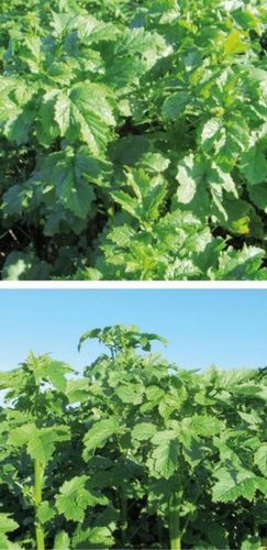 Copertura vegetale di senape - Venice - eliard-spcp - per restituzione di azoto / per concorrenza delle infestanti / contro i nematodi