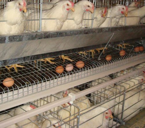 Gabbia Per Pollame Per Galline Ovaiole Yonggaofarming Con Convogliatore Per Uova Galvanizzata
