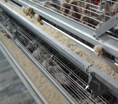 Sistemi di allevamento per pollastre - H tier - yonggaofarming
