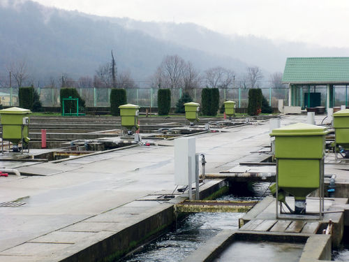 Sistema di alimentazione a pendolo - asaquaculture - per acquacoltura / automatico