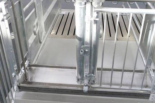Mangiatoia per scrofe - Qingdao Chima Asia Machinery Co., Ltd - in acciaio inossidabile / in acciaio / individuale
