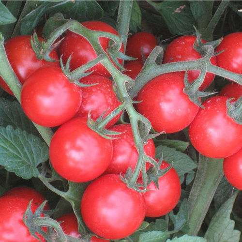 Sementi di pomodorini rossa - Achiko F1 - CORA SEEDS srl - extra precoce / resistente al virus del mosaico / resistente all'oidio
