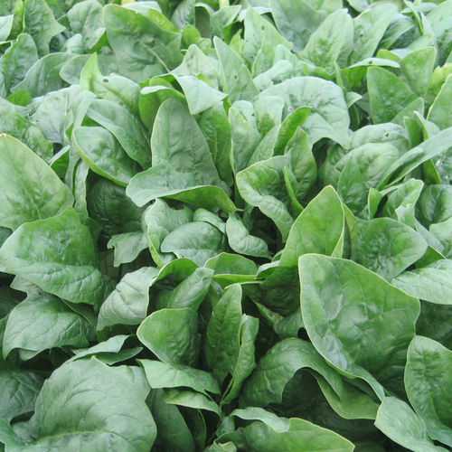 Semi di spinaci medio-precoce - Imperator F1 - CORA SEEDS srl - annuale / resistente all'oidio / a semina primaverile