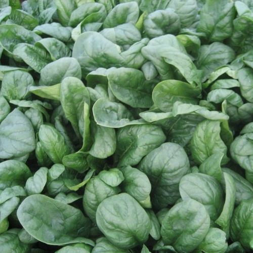 Semi di spinaci medio-precoce - Spanion F1 - CORA SEEDS srl - annuale / resistente all'oidio / resistente alla levata