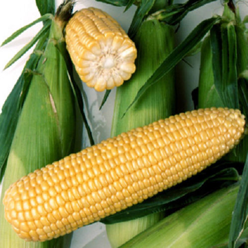 Semi di mais precoce - Ryan F1 - CORA SEEDS srl - per cereali / resistente alla ruggine / resistente all'oidio