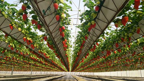 Sistema idroponico per la coltivazione di fragole - NEW GROWING SYSTEM S.L.