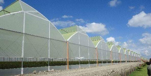 Serra a tunnel - SURYA AGROTECH THAILAND CO LTD - in plastica / con grondaia / a ventilazione laterale
