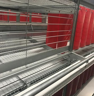 Sistemi di allevamento per pollastre - LF400 - Alaso