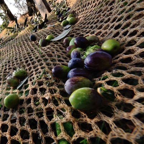 Rete per raccolta di olive - Golden Netting Co.,Ltd - in HDPE / per colture