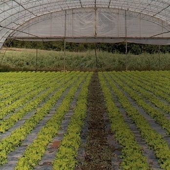 Film per serra - INDASOL SOLAIR - Solplast S.A. - anti UV / ad effetto termico / ad effetto refrigerante