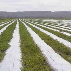 Film pacciamante - NATURAL - Solplast S.A. - anti UV / riciclabile / macroforato